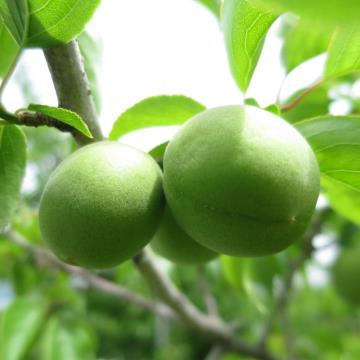 ume